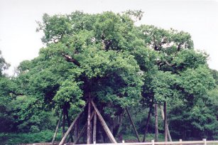 The famous Major Oak in Sherwood Forest.