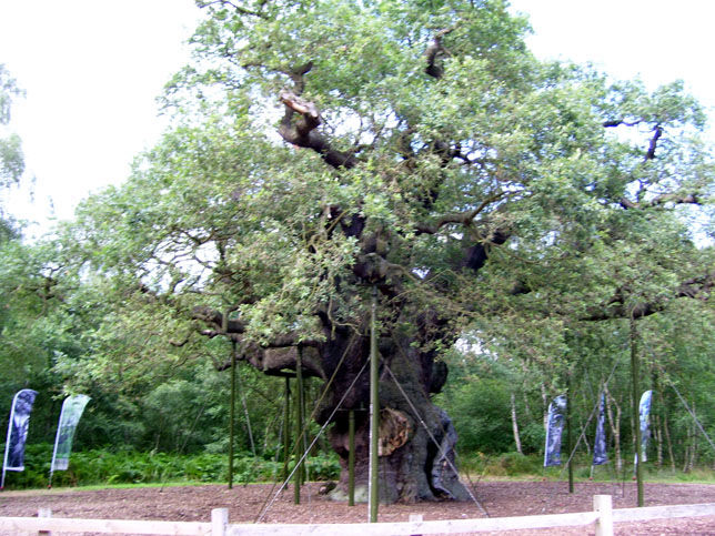 The Famous Major Oak in Sherwood Forest