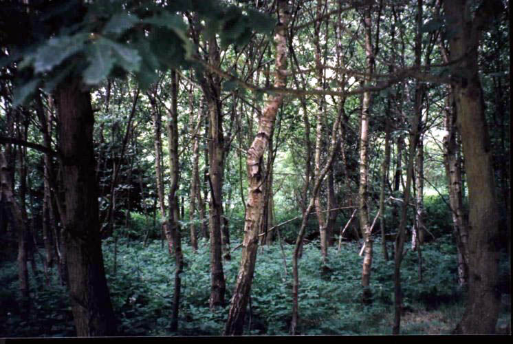 The trees of Sherwood Forest